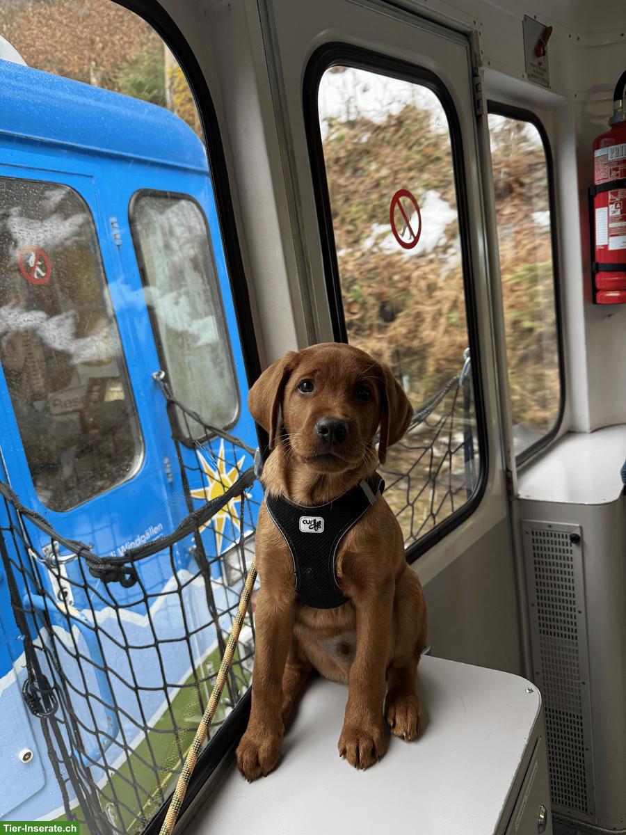 Bild 2: Fox-Red Labrador Welpe 🐶 möchte die Welt mit dir entdecken