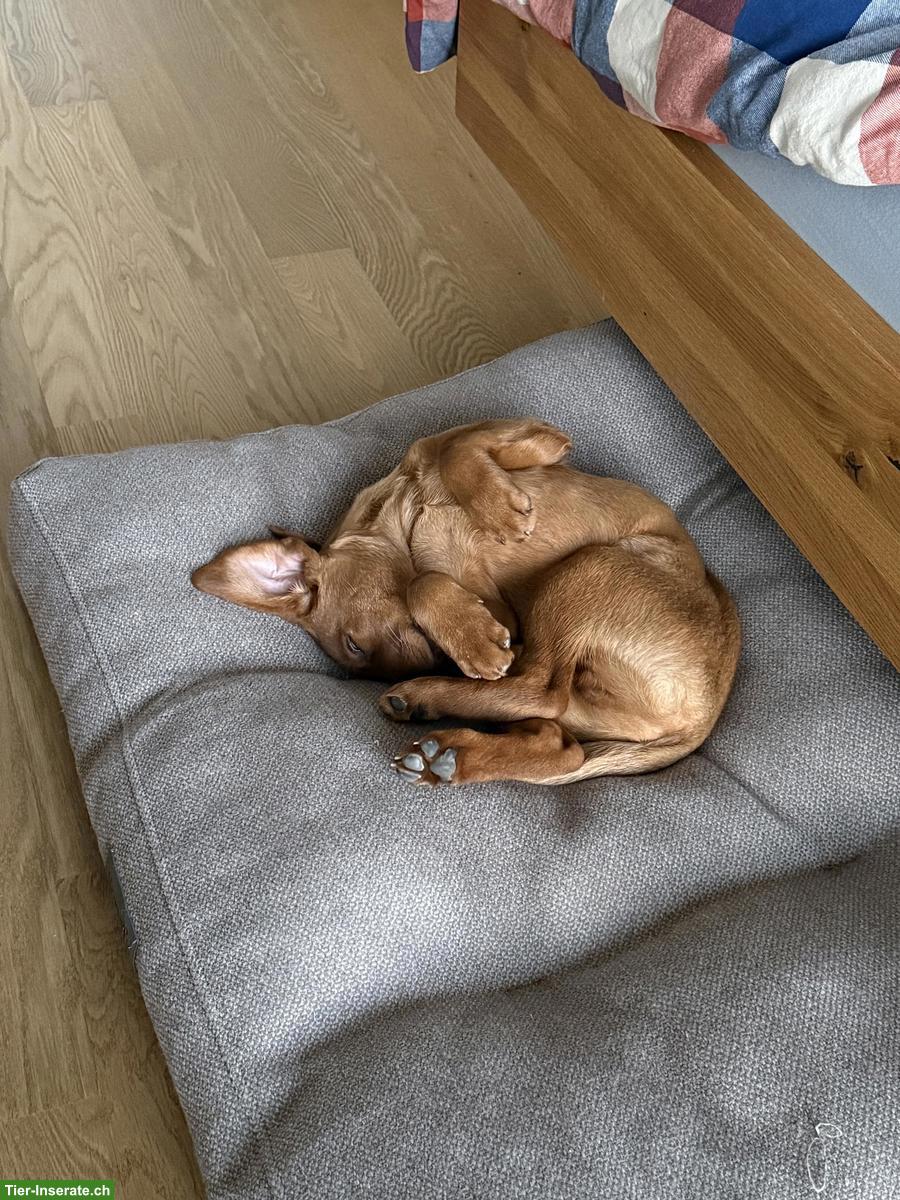 Bild 3: Fox-Red Labrador Welpe 🐶 möchte die Welt mit dir entdecken