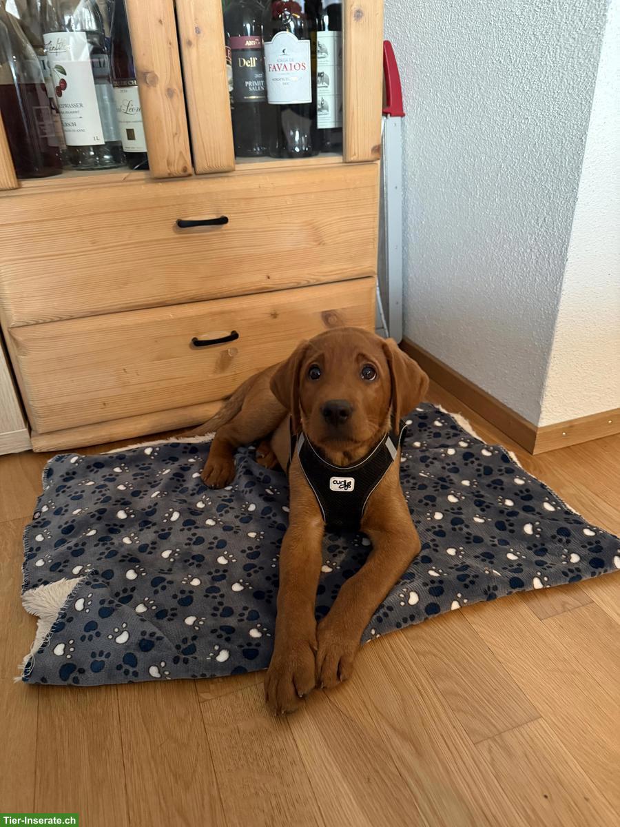 Bild 4: Fox-Red Labrador Welpe 🐶 möchte die Welt mit dir entdecken