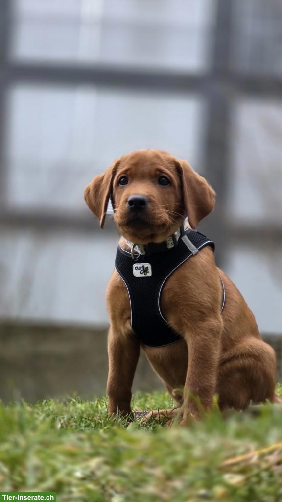 Bild 5: Fox-Red Labrador Welpe 🐶 möchte die Welt mit dir entdecken