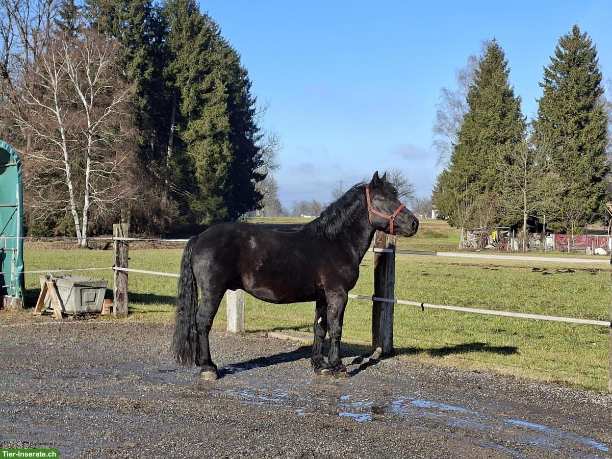 Noriker Rapp Hengst zu verkaufen