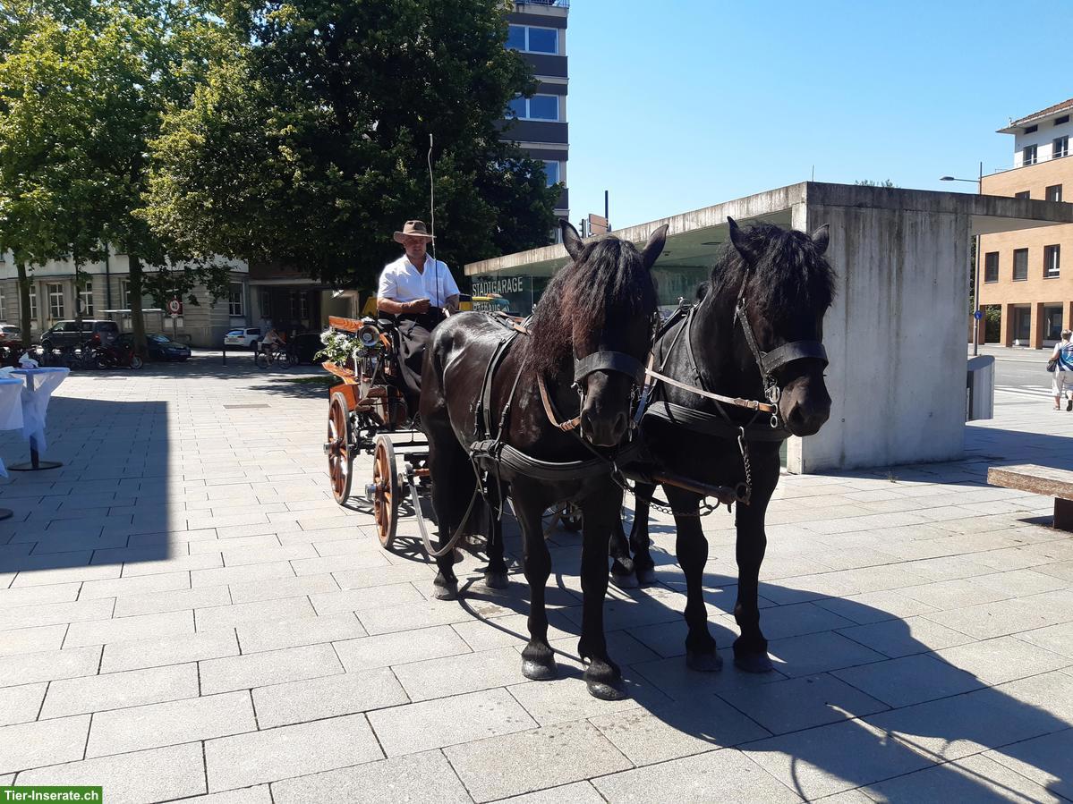 Bild 2: Noriker Rapp Hengst zu verkaufen