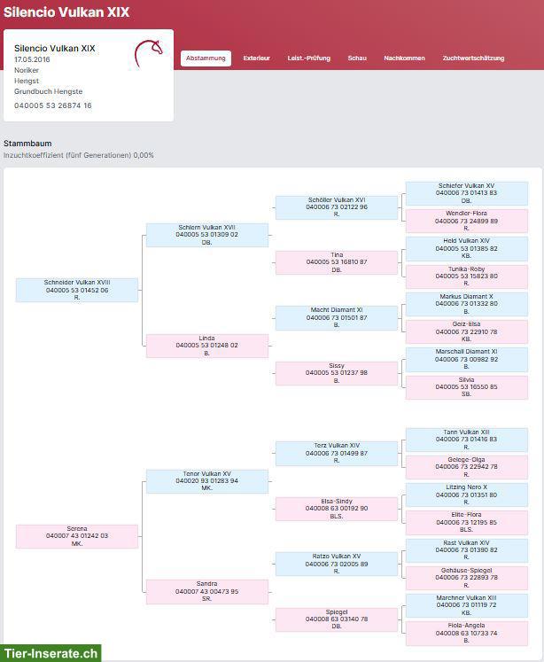Bild 3: Noriker Rapp Hengst zu verkaufen