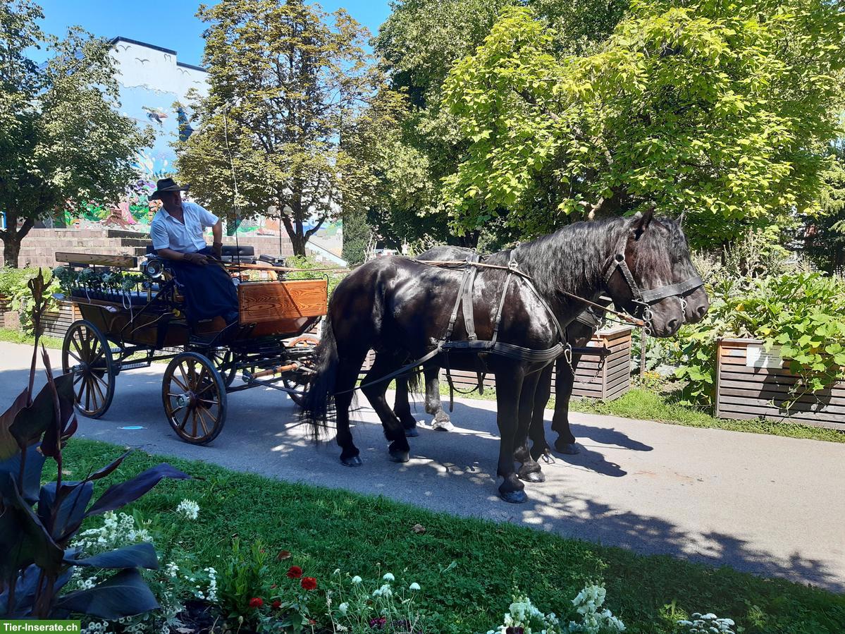 Bild 4: Noriker Rapp Hengst zu verkaufen