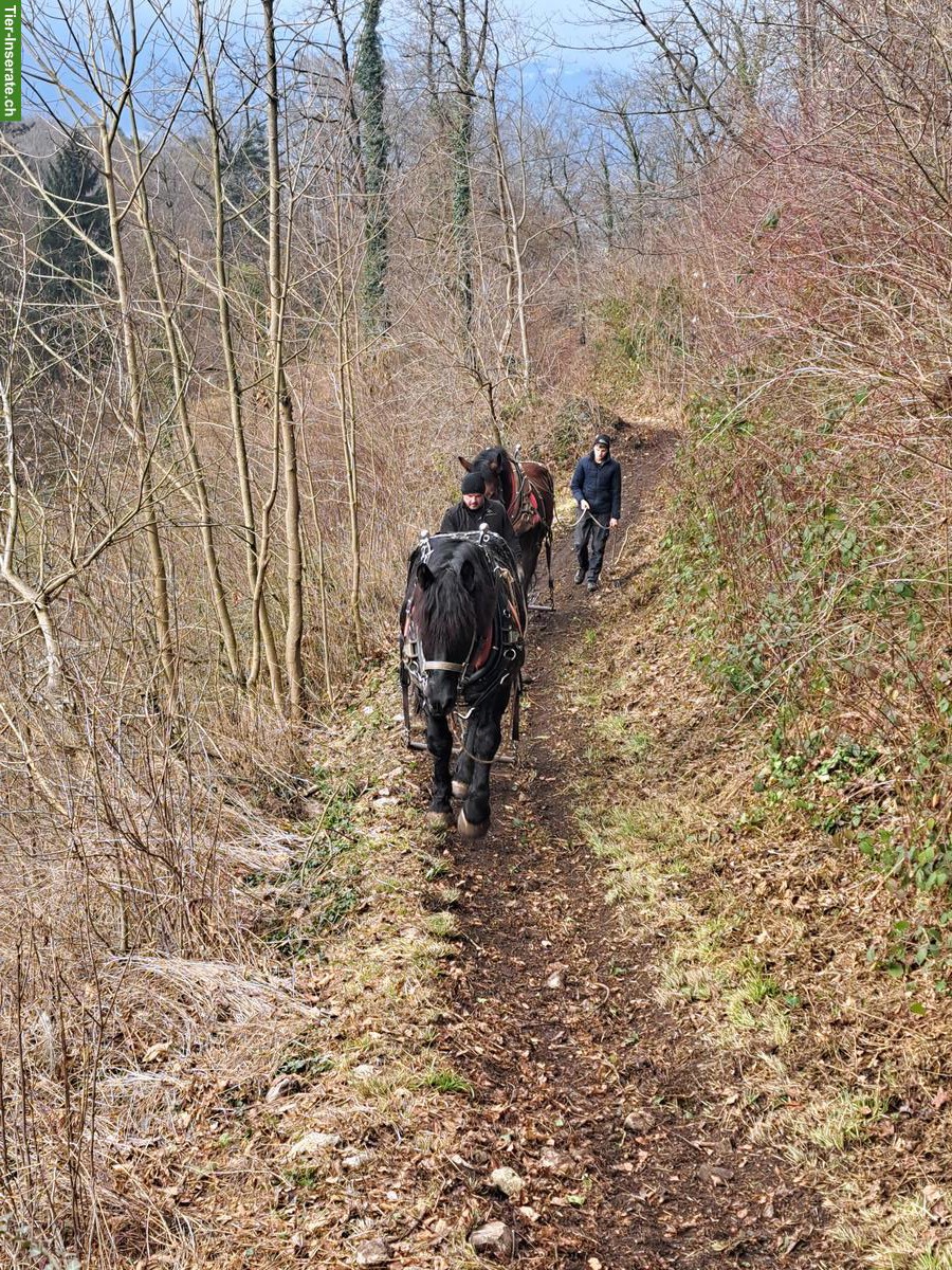 Bild 6: Noriker Rapp Hengst zu verkaufen