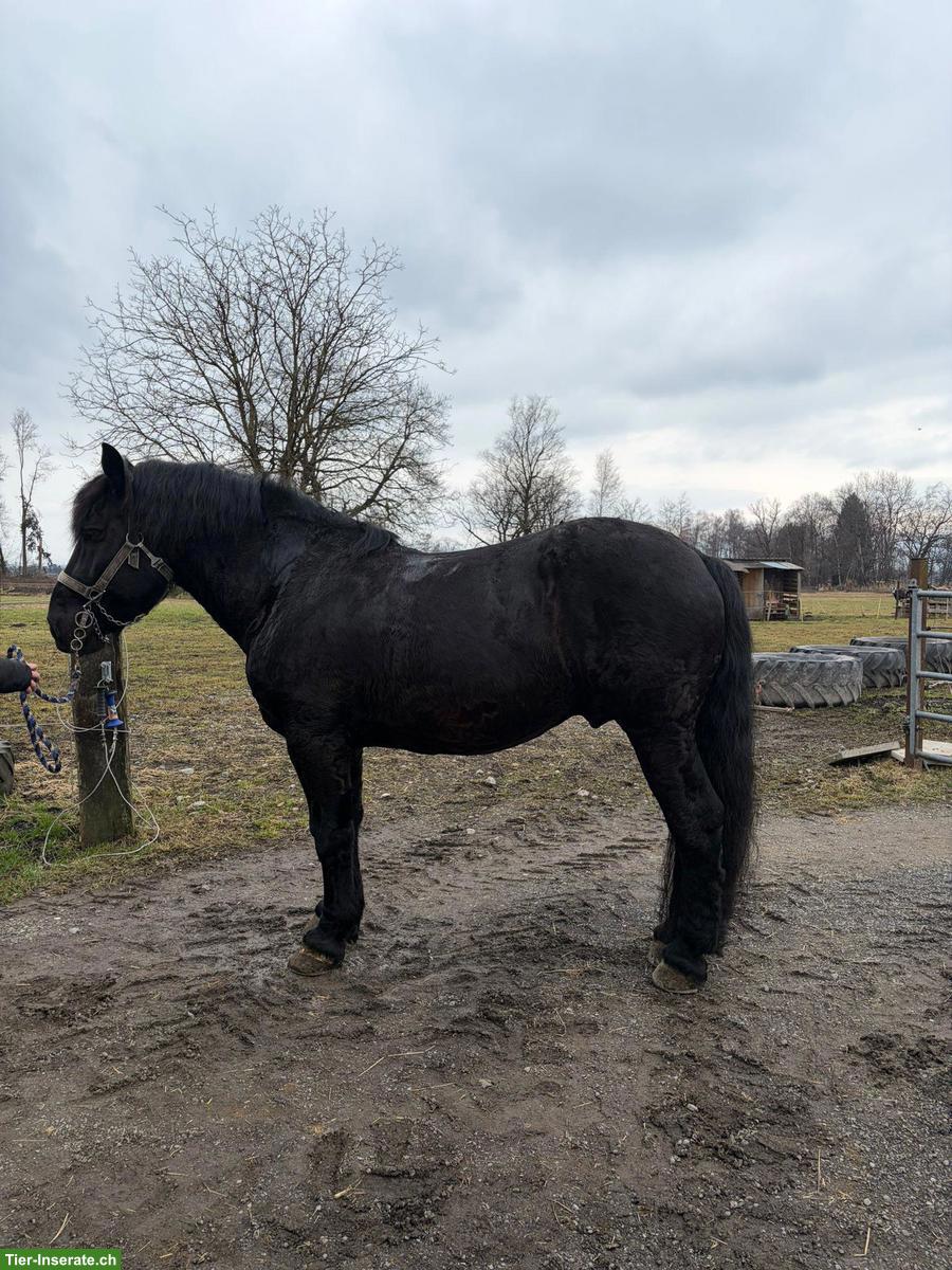 Bild 7: Noriker Rapp Hengst zu verkaufen