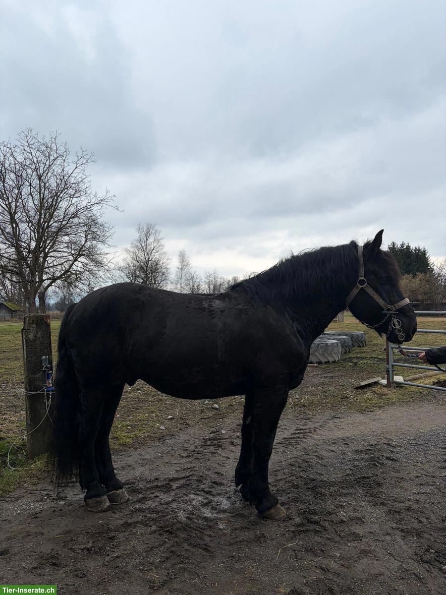 Bild 8: Noriker Rapp Hengst zu verkaufen