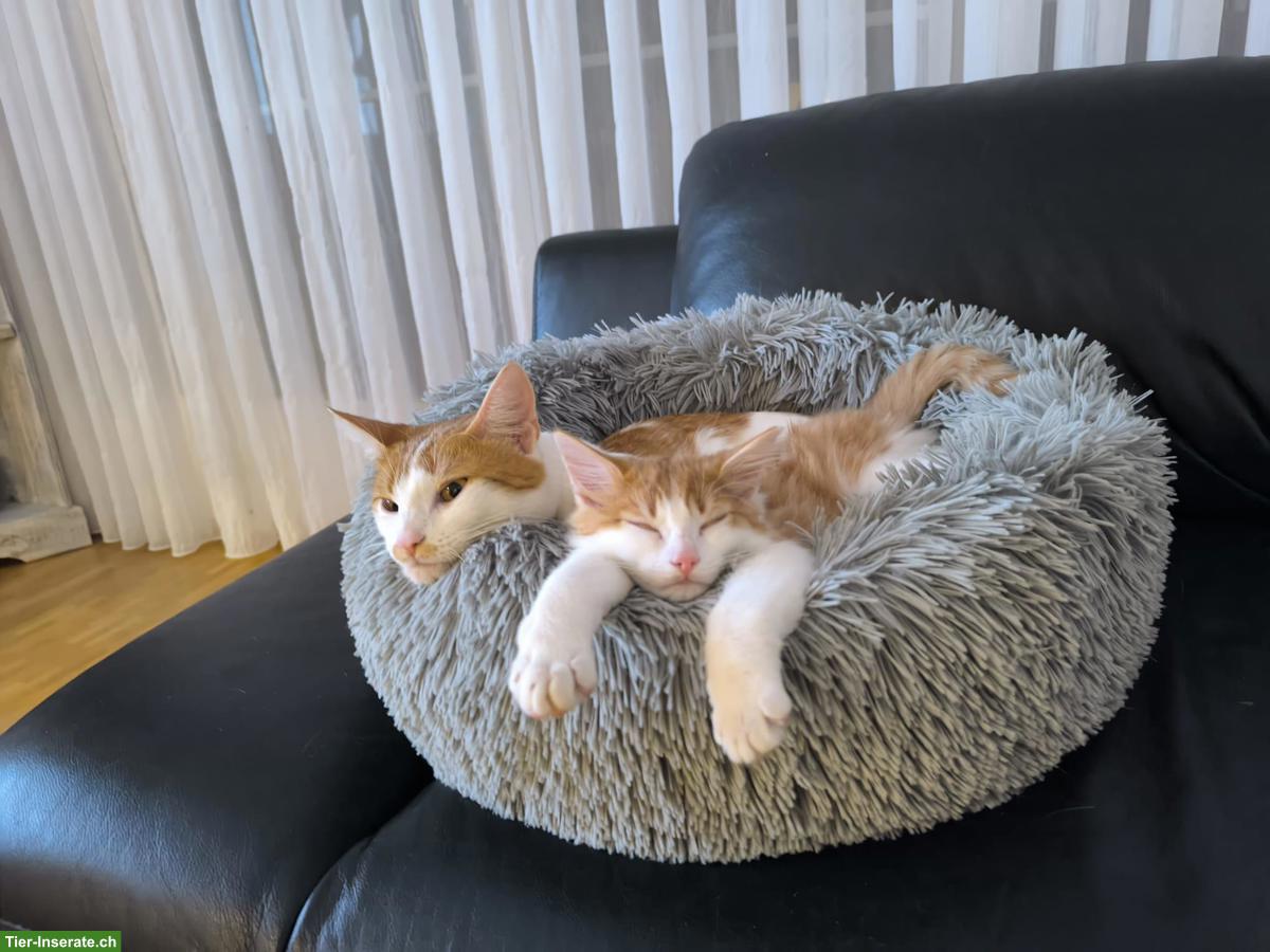 Bild 2: Katzen Kira & Simba suchen weiterhin liebes Zuhause