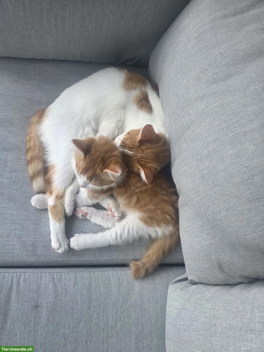 Bild 3: Katzen Kira & Simba suchen weiterhin liebes Zuhause