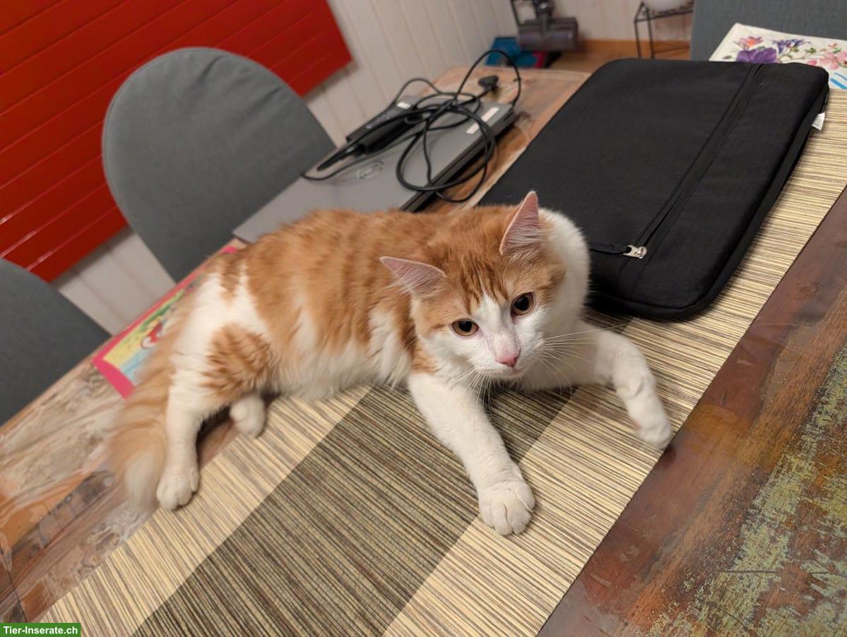 Bild 5: Katzen Kira & Simba suchen weiterhin liebes Zuhause