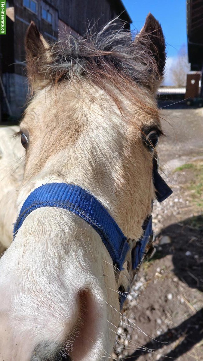 Diverse Ponys suchen ein neues Zuhause