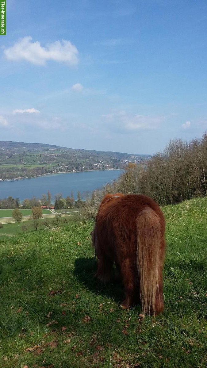 Geländesicheres Kinderpony GESUCHT