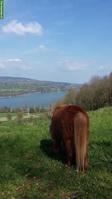 Geländesicheres Kinderpony GESUCHT