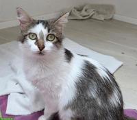 Liebe Katze mit kleinem Handicap sucht Zuhause in Wohnungshaltung