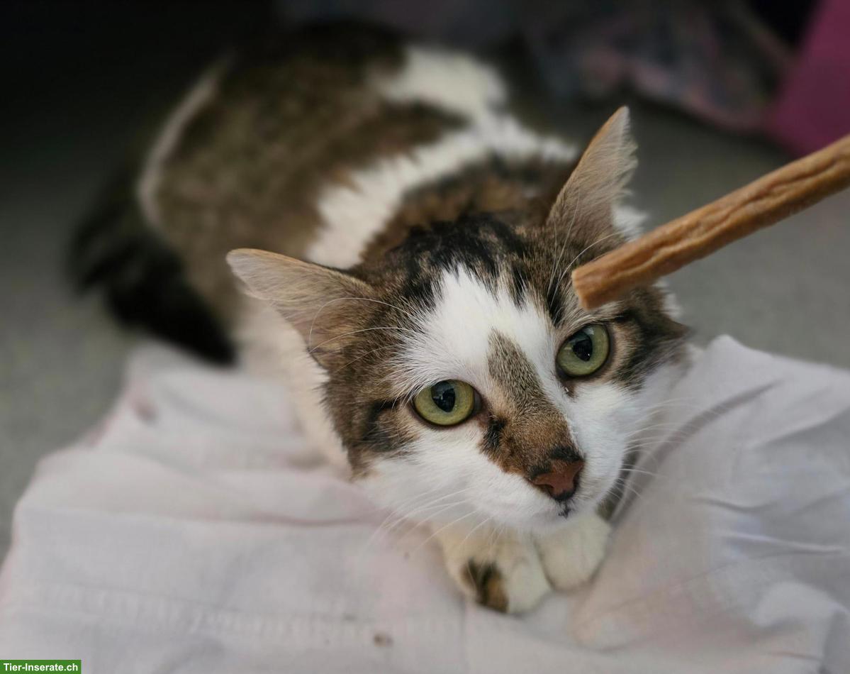 Bild 2: Liebe Katze mit kleinem Handicap sucht Zuhause in Wohnungshaltung