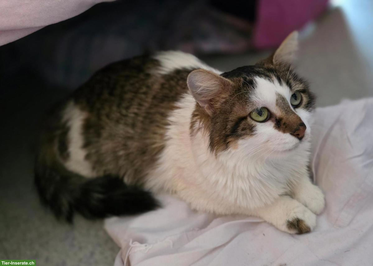 Bild 3: Liebe Katze mit kleinem Handicap sucht Zuhause in Wohnungshaltung