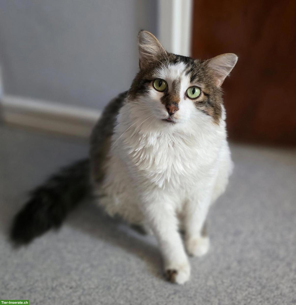 Bild 4: Liebe Katze mit kleinem Handicap sucht Zuhause in Wohnungshaltung