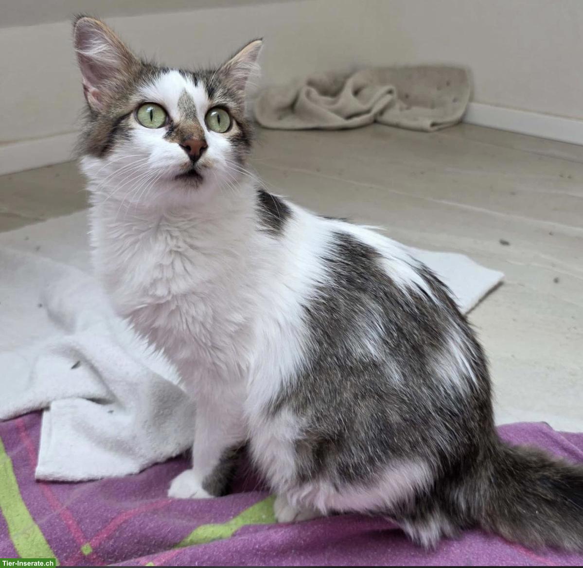 Bild 5: Liebe Katze mit kleinem Handicap sucht Zuhause in Wohnungshaltung