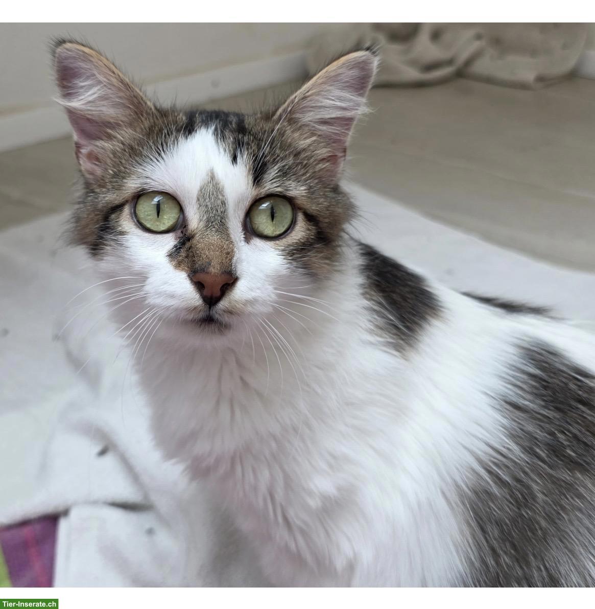 Bild 6: Liebe Katze mit kleinem Handicap sucht Zuhause in Wohnungshaltung