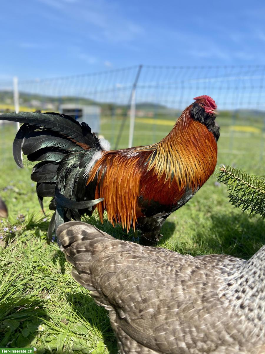 GRATIS: Appenzeller Barthuhn Hahn abzugeben