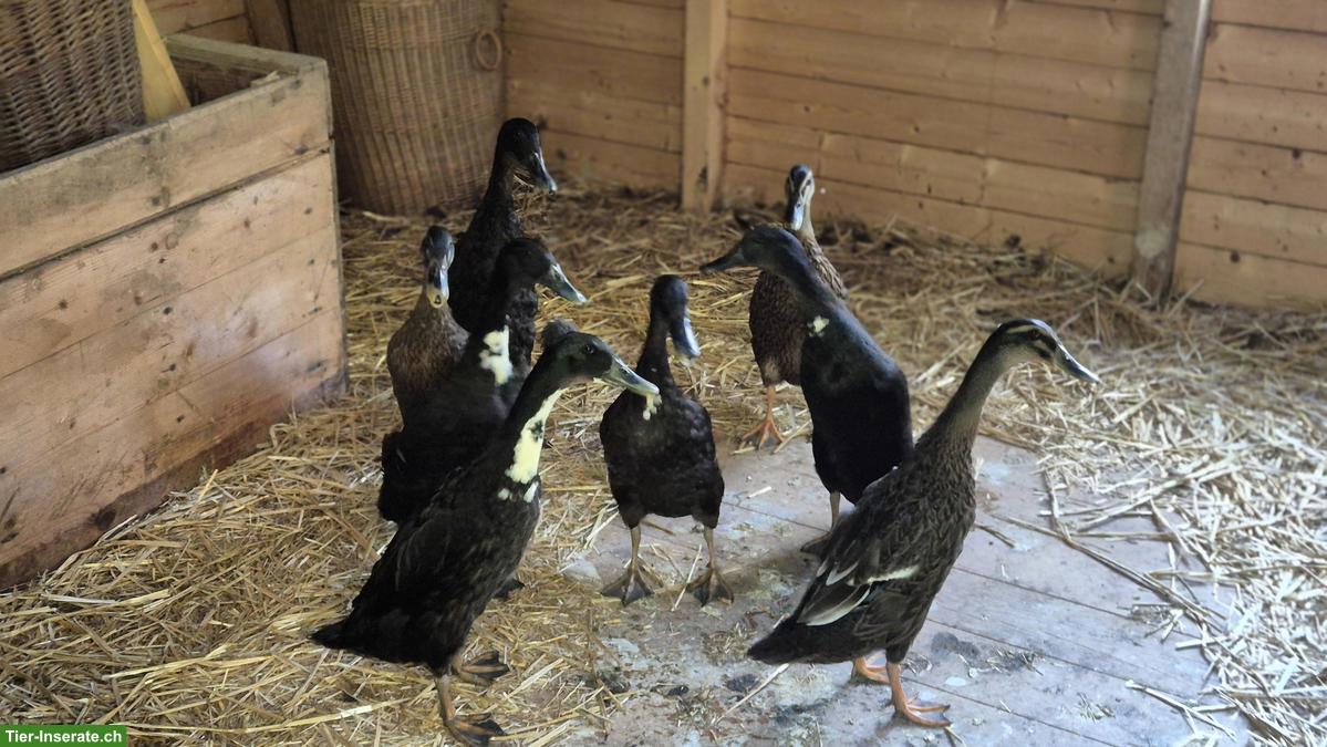 GRATIS: Enten paarweise zu verschenken