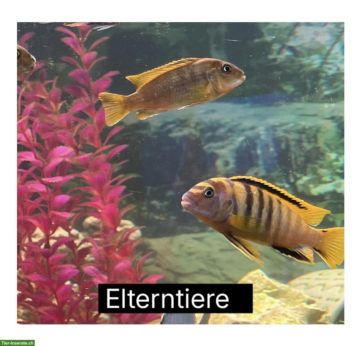 Malawi Buntbarsche (Chindongo) zu verkaufen