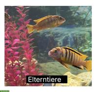 Malawi Buntbarsche (Chindongo) zu verkaufen