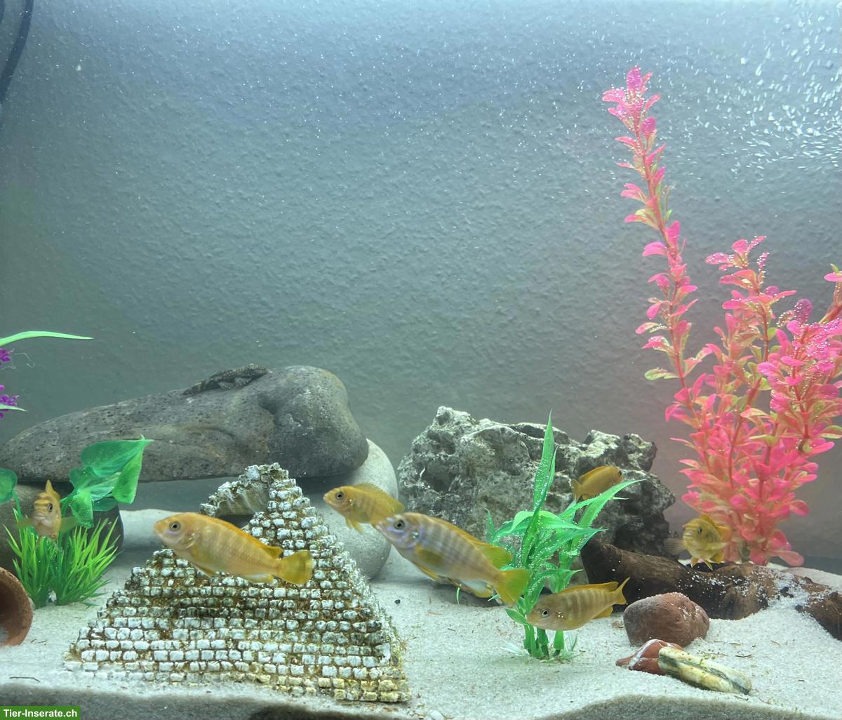 Bild 2: Malawi Buntbarsche (Chindongo) zu verkaufen