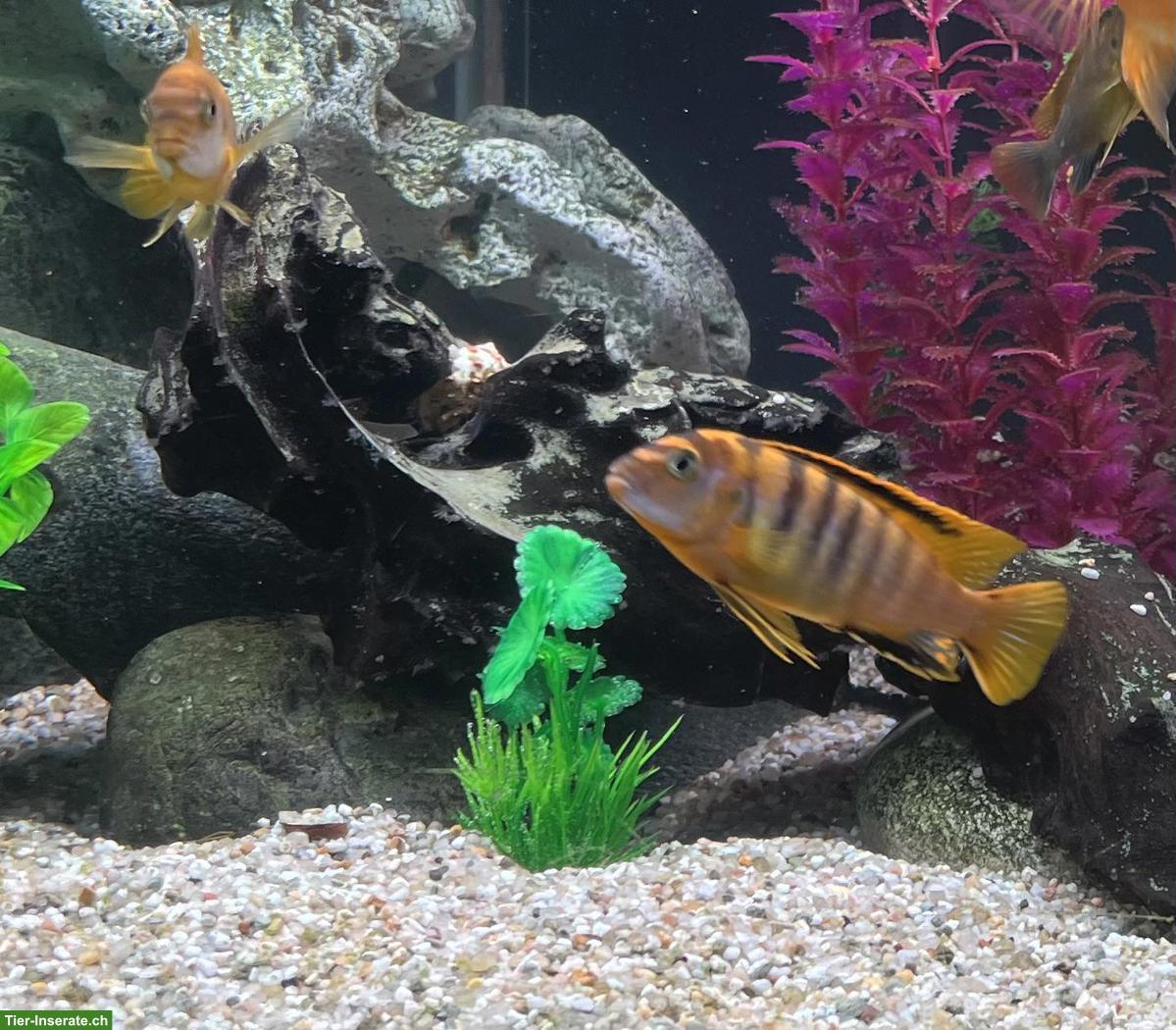 Bild 3: Malawi Buntbarsche (Chindongo) zu verkaufen