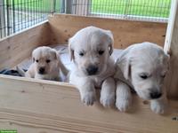 Goldador Welpen, Golden Retriever x Labrador Retriever