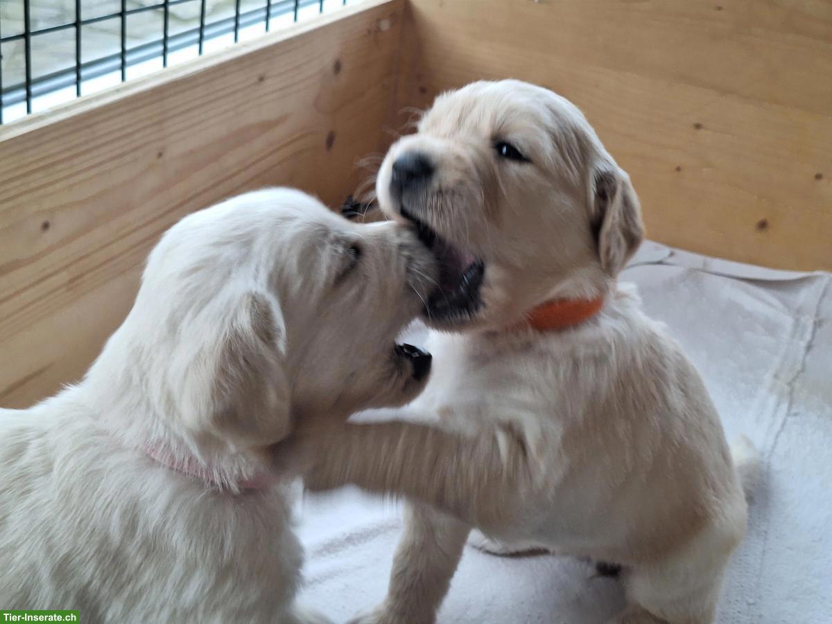 Bild 2: Goldador Welpen, Golden Retriever x Labrador Retriever