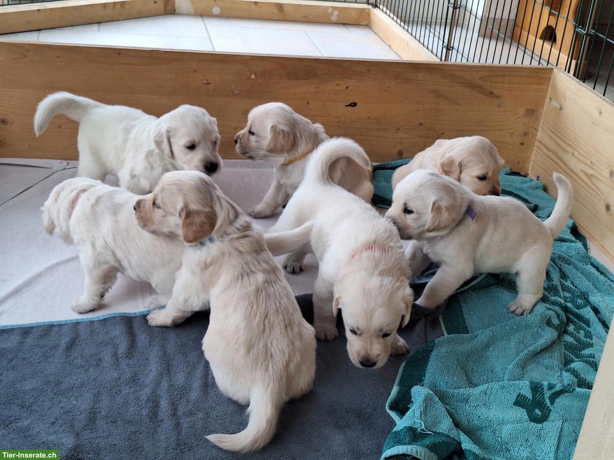 Bild 3: Goldador Welpen, Golden Retriever x Labrador Retriever