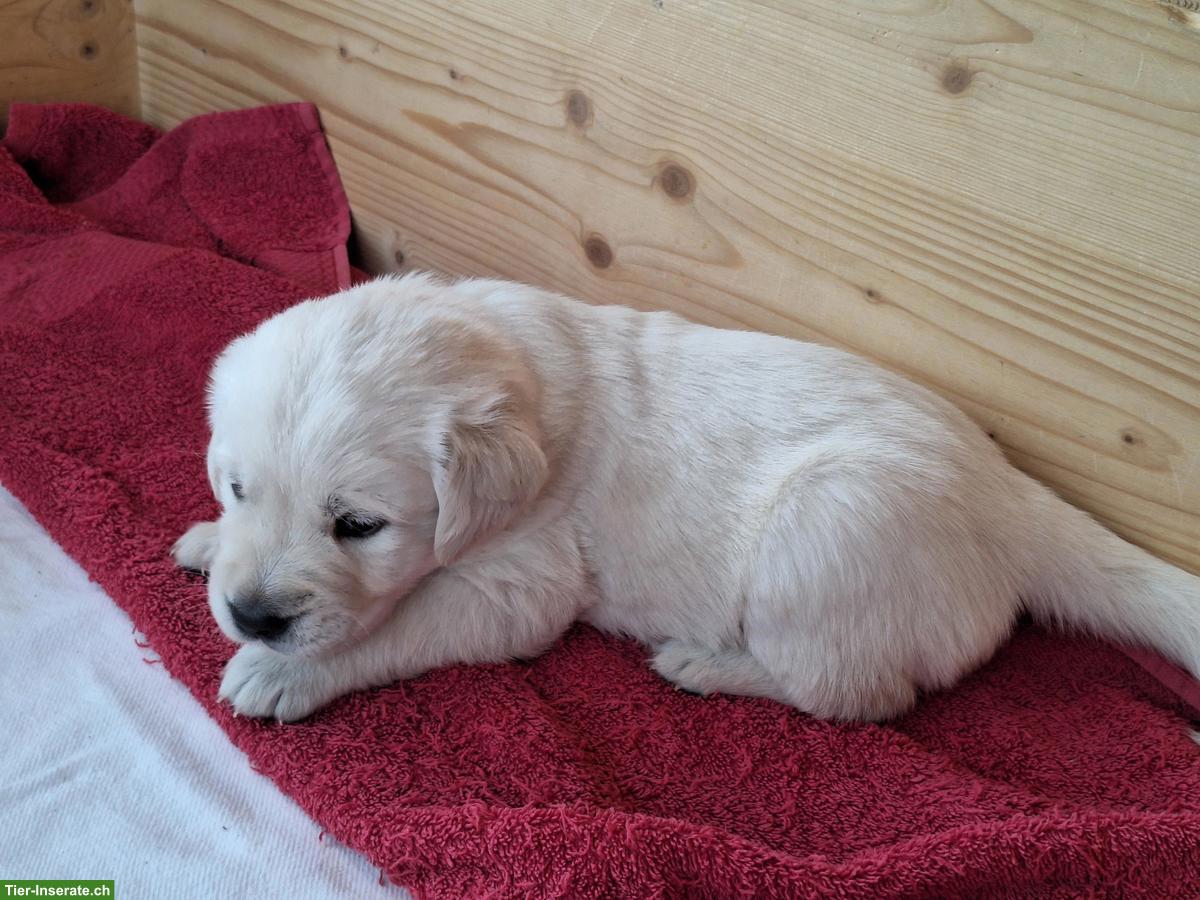 Bild 4: Goldador Welpen, Golden Retriever x Labrador Retriever