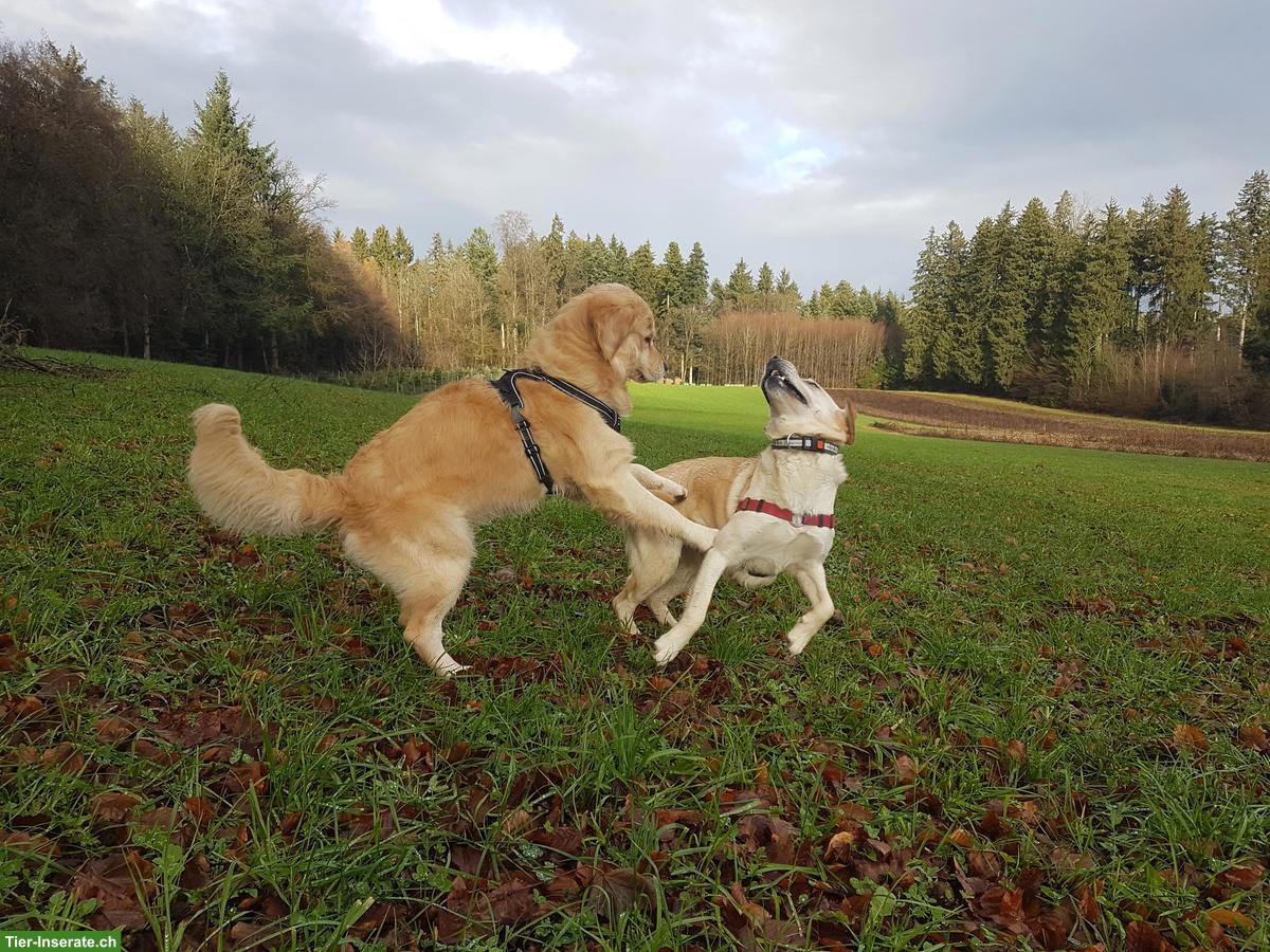 Bild 5: Goldador Welpen, Golden Retriever x Labrador Retriever