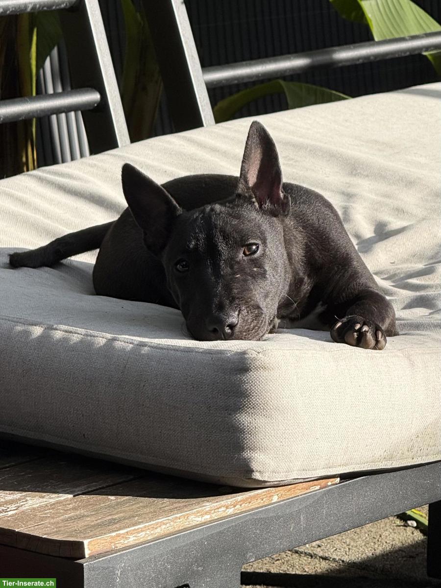 Mini Bullterrier Mix sucht liebes Zuhause