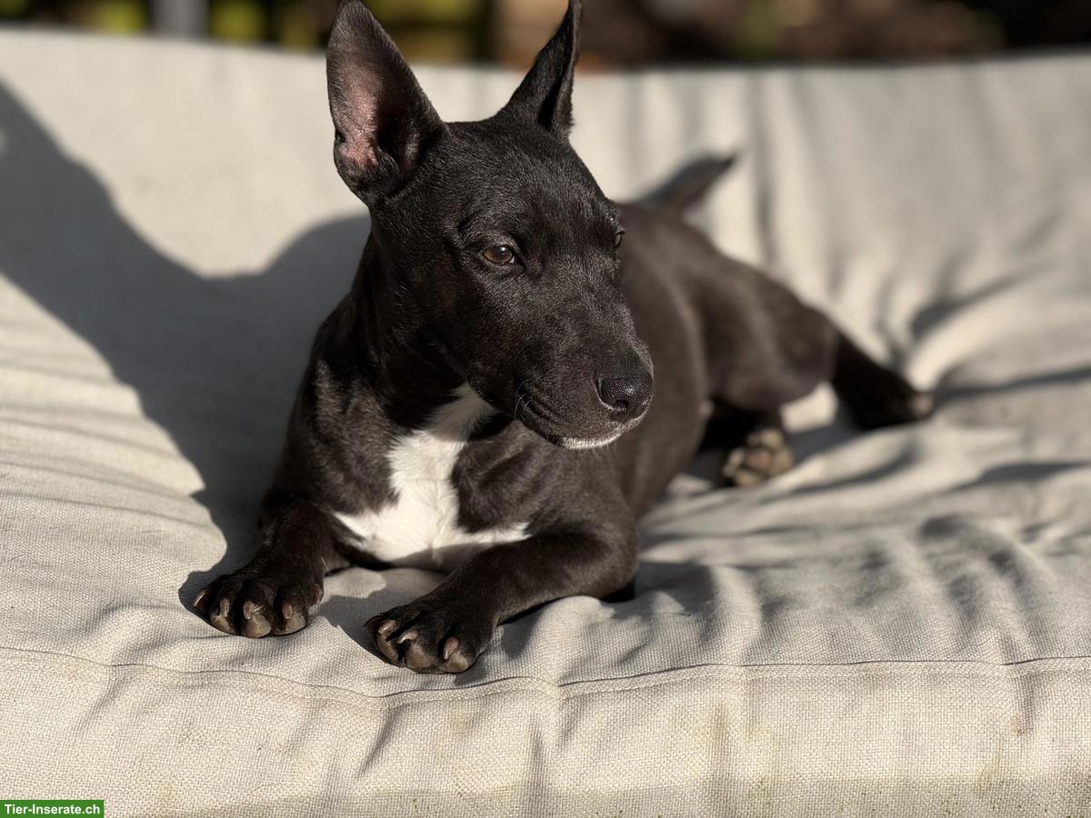 Bild 3: Mini Bullterrier Mix sucht liebes Zuhause