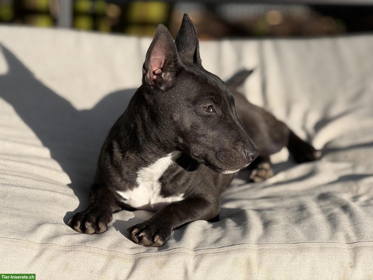 Bild 4: Mini Bullterrier Mix sucht liebes Zuhause