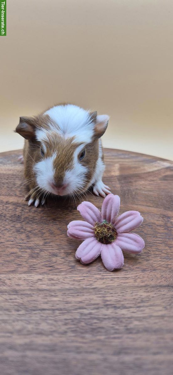 Typvolle süsse Meerschweinchen Frühkastraten