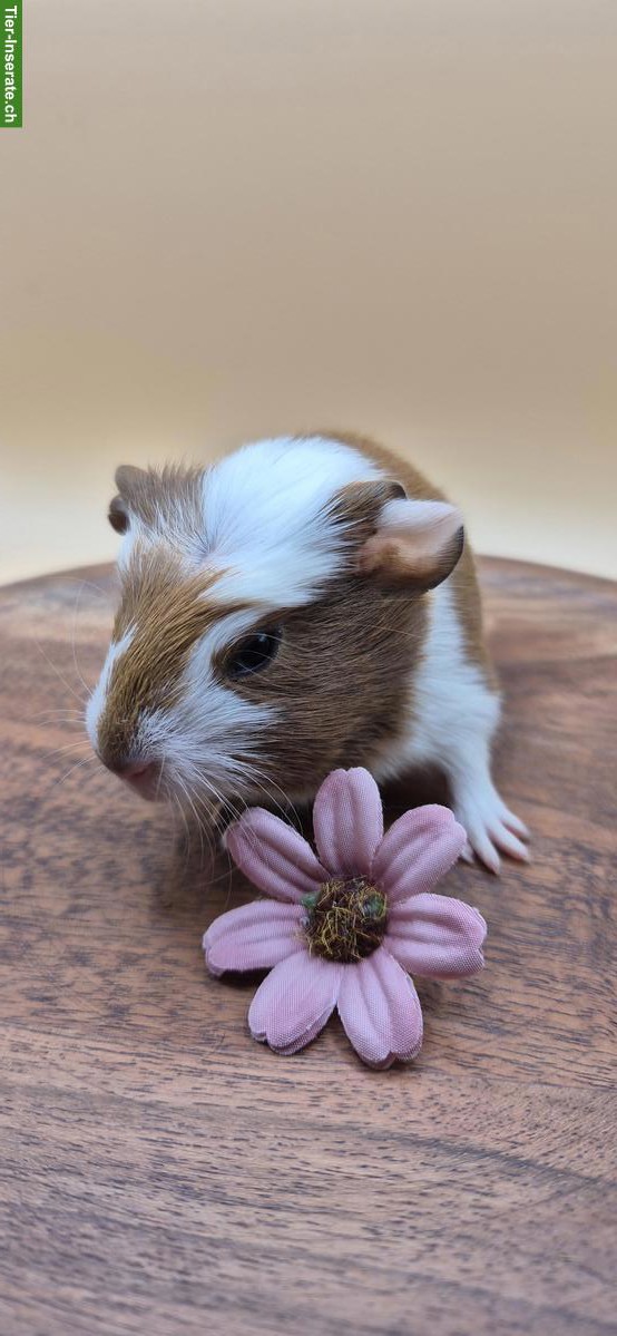 Bild 2: Typvolle süsse Meerschweinchen Frühkastraten