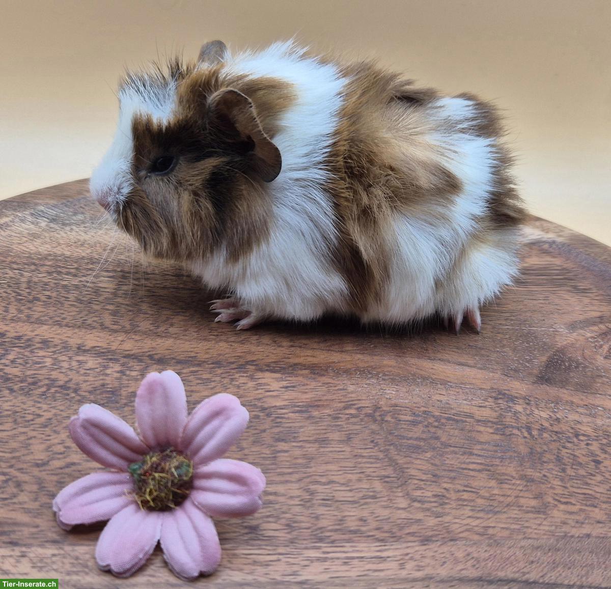 Bild 4: Typvolle süsse Meerschweinchen Frühkastraten