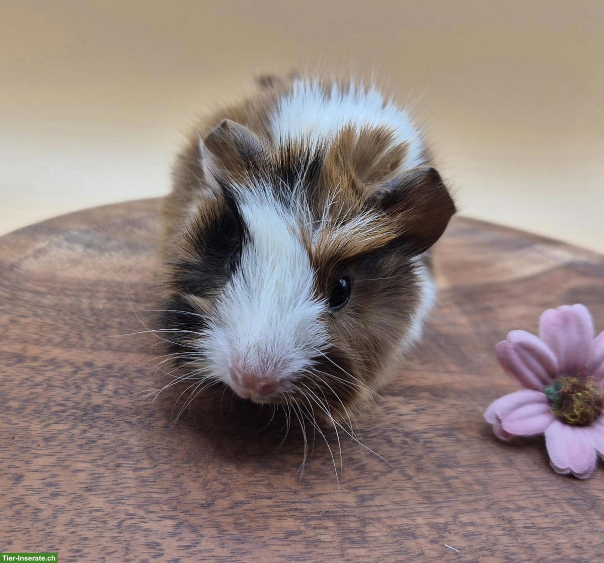 Bild 6: Typvolle süsse Meerschweinchen Frühkastraten