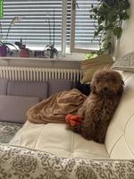 Junger Kleinpudel Welpe sucht dringend Zuhause