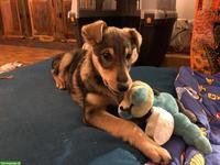 Collie x Kelpie/Bordercollie Welpe sucht liebevolles Zuhause