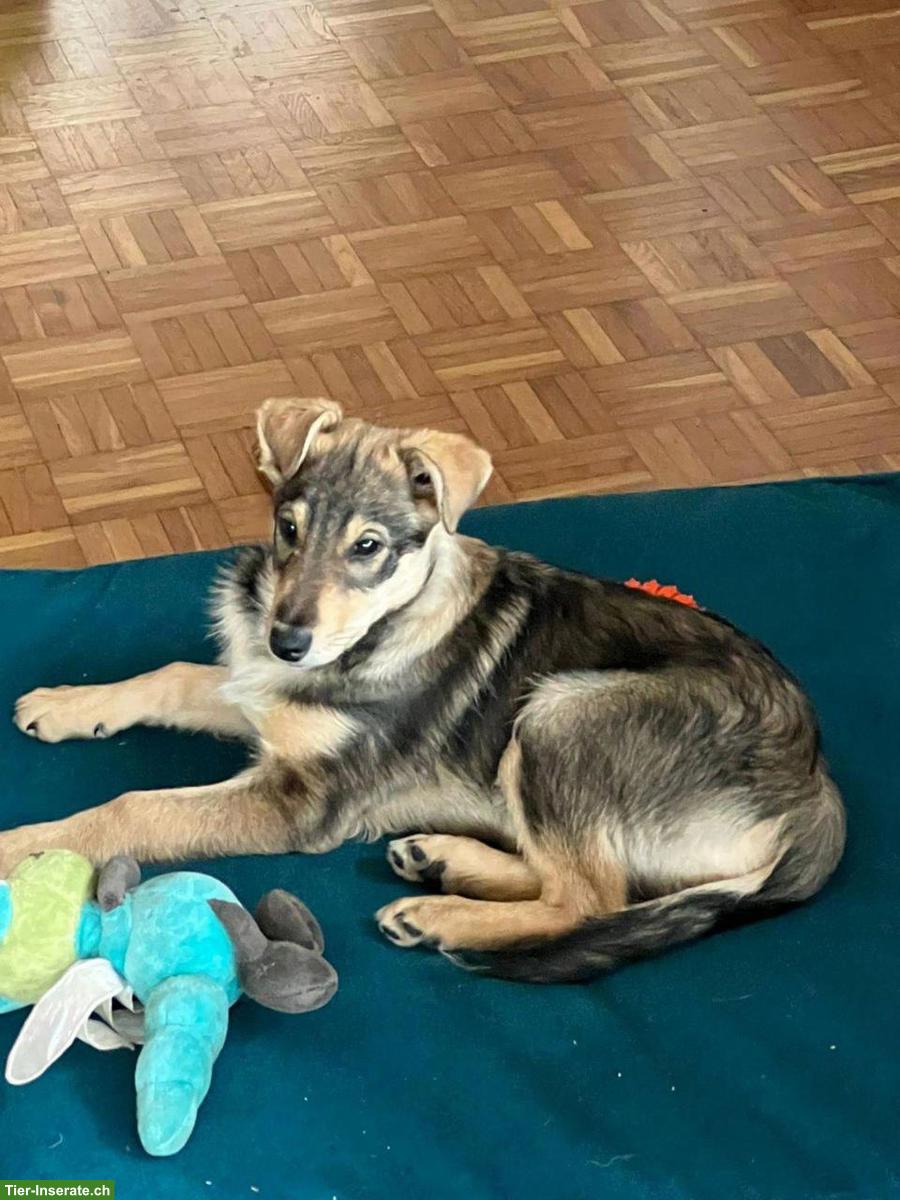 Bild 2: Collie x Kelpie/Bordercollie Welpe sucht liebevolles Zuhause