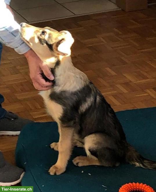 Bild 3: Collie x Kelpie/Bordercollie Welpe sucht liebevolles Zuhause