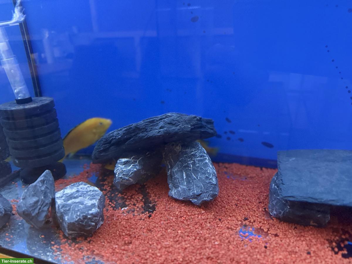 Goldener Labidochromis Caeruleus aus eigener Zucht