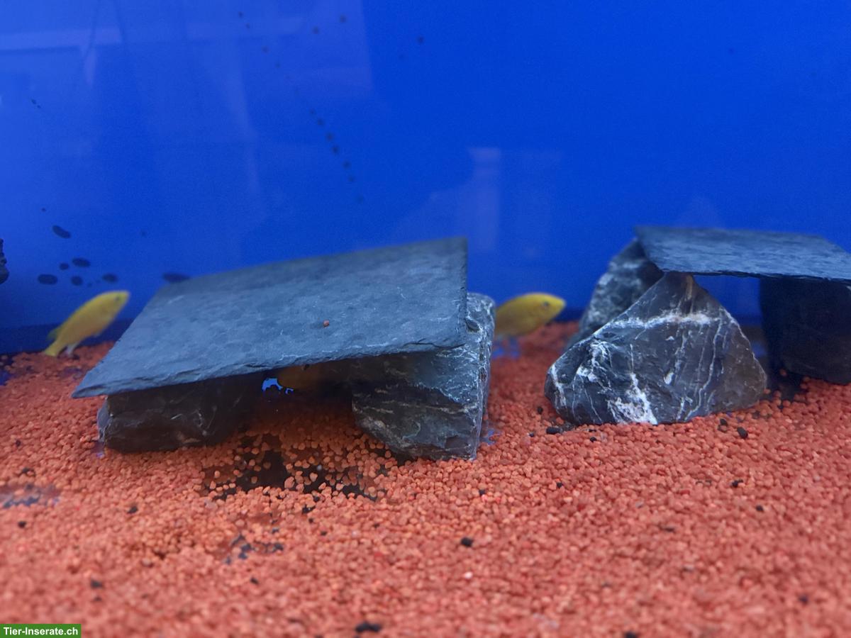 Bild 2: Goldener Labidochromis Caeruleus aus eigener Zucht