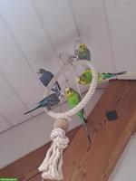 Schöne Wellensittiche (nur Paarweise) 30fr.- pro Vogel