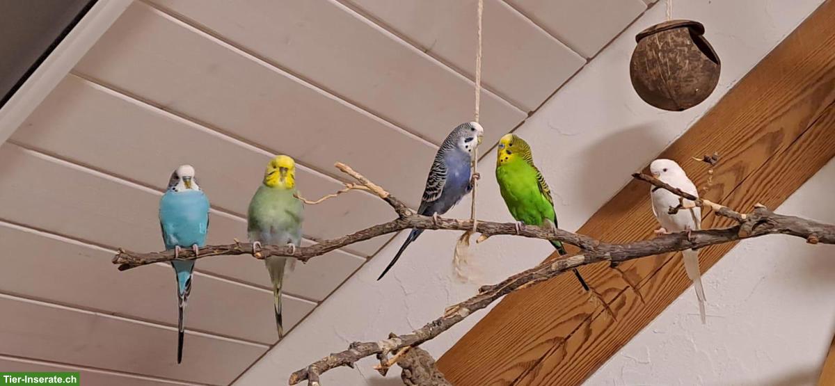 Bild 2: Schöne Wellensittiche (nur Paarweise) 30fr.- pro Vogel