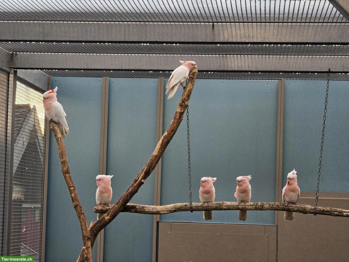 2.1 Inka-Kakadu zu verkaufen